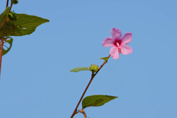 Urena lobata flower blooms against the blue sky Rural flowers bloom in the field urena lobata photos stock pictures, royalty-free photos & images