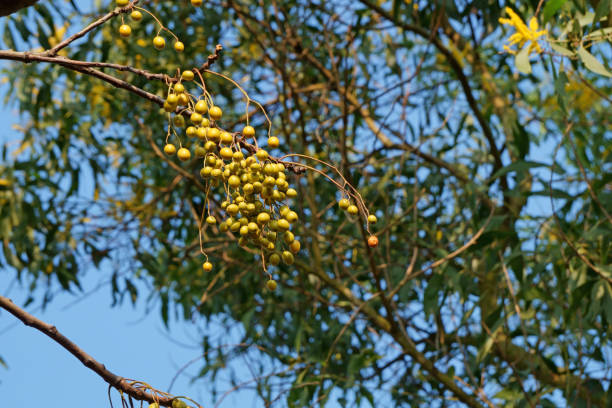 istock Fruit of bead tree in the early sunshine 1189885210