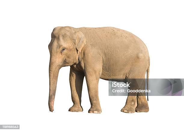 象 - アフリカのストックフォトや画像を多数ご用意 - アフリカ, インド, カットアウト