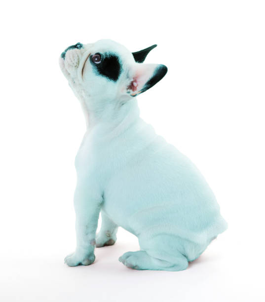 istock French bulldog isolated on white, blue print 1189886344