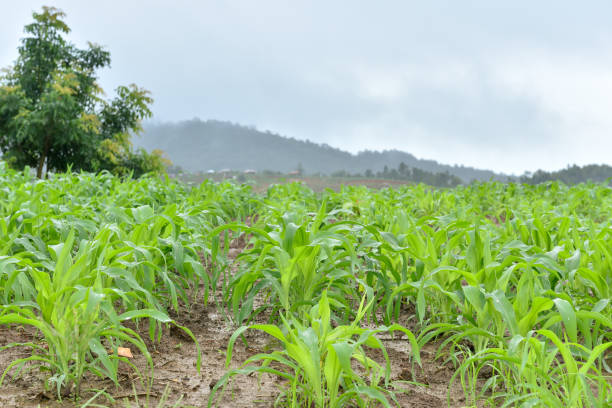 istock Green rice plants growing in the fields, rice in paddy rice field under blur sky 1189886667