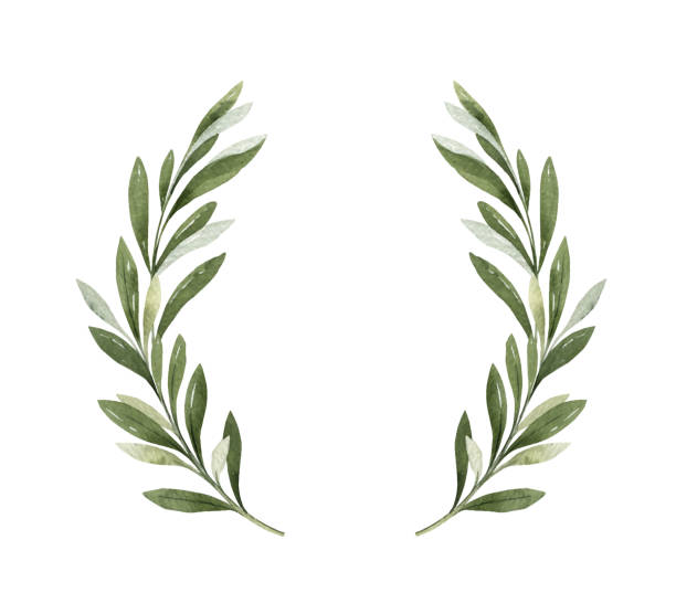 ilustraciones, imágenes clip art, dibujos animados e iconos de stock de corona vectorial de acuarela de ramas de olivo y bayas. - cooking mediterranean illustrations