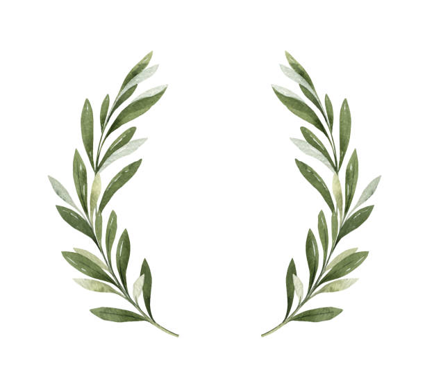 акварель вектор венок из оливковых ветвей и ягод. - olive olive branch leaf vector stock illustrations