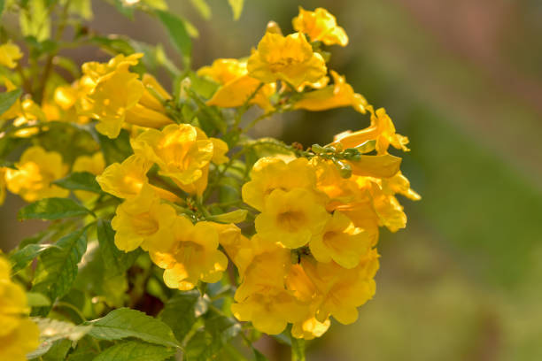 istock Blooming Yellow Bell, Yellow Elder, Trumpet Vine. 1189887023