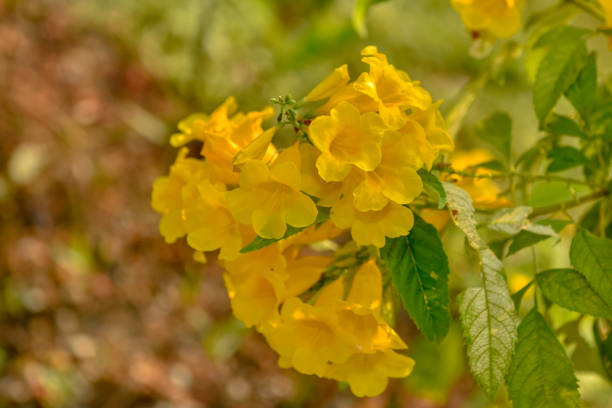 istock Blooming Yellow Bell, Yellow Elder, Trumpet Vine. 1189887046