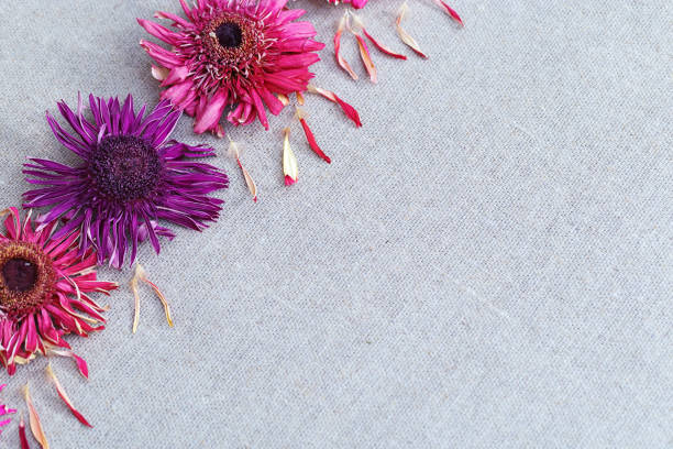 istock Beautiful background with herbarium from bright dry flowers gerbera. Copy space for text. 1189889231