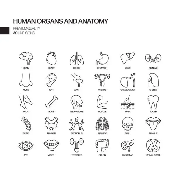 Vector illustration of Simple Set of Human Organs and Anatomy Related Vector Line Icons. Outline Symbol Collection