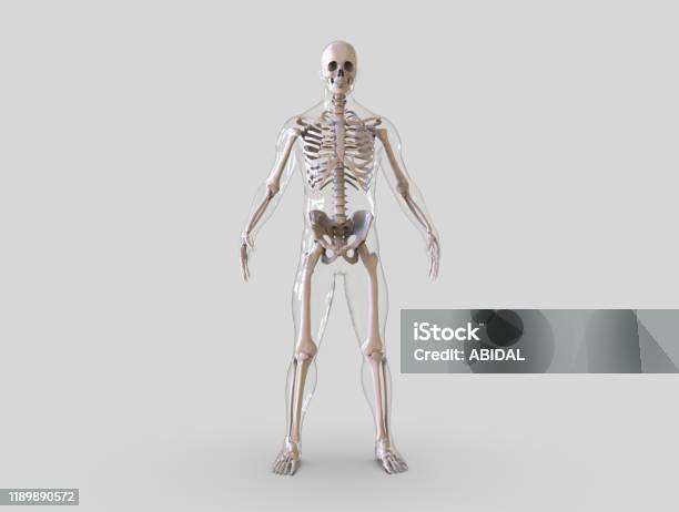 Skeleton Map Empty Human Skeleton Isolated In Empty Background 3d Render Stock Photo ...