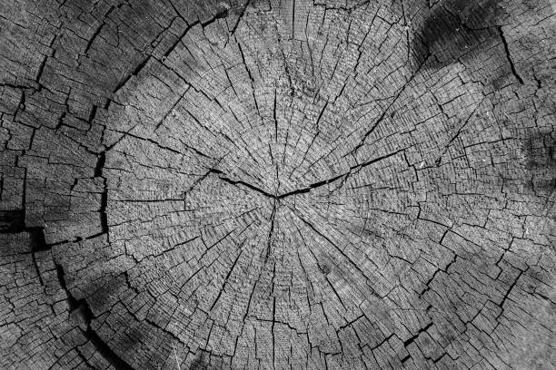 istock texture of old wood visible rings and cracks background 1189891028