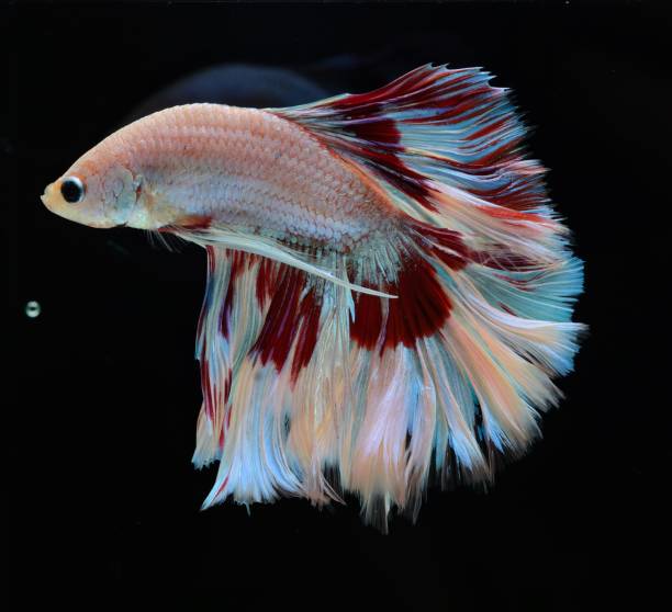 istock Fancy Siamese Fighting Fish or halfmoon is a beautiful fish that is popular for foreigners. Due to the beautiful colors, easy to raise, are the beautiful fish that are exported to the top of Thailand. 1189891793