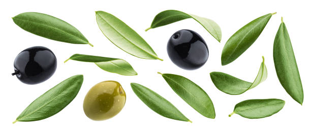 schwarze und grüne oliven mit blättern isoliert auf weißem hintergrund - olivenbaum stock-fotos und bilder