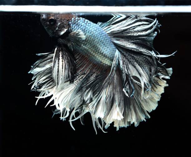 istock Fancy Siamese Fighting Fish or halfmoon is a beautiful fish that is popular for foreigners. Due to the beautiful colors, easy to raise, are the beautiful fish that are exported to the top of Thailand. 1189892384