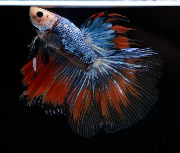istock Fancy Siamese Fighting Fish or halfmoon is a beautiful fish that is popular for foreigners. Due to the beautiful colors, easy to raise, are the beautiful fish that are exported to the top of Thailand. 1189892447