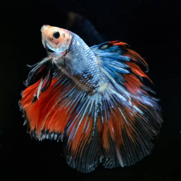 Photo of Fancy Siamese Fighting Fish or halfmoon is a beautiful fish that is popular for foreigners. Due to the beautiful colors, easy to raise, are the beautiful fish that are exported to the top of Thailand.