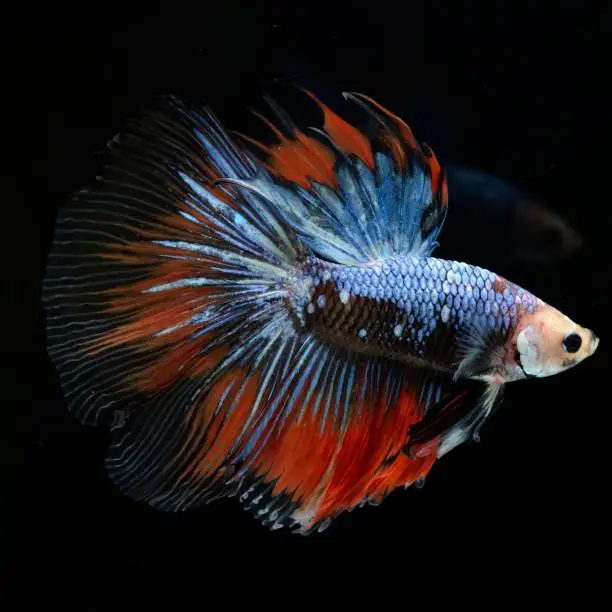 Photo of Fancy Siamese Fighting Fish or halfmoon is a beautiful fish that is popular for foreigners. Due to the beautiful colors, easy to raise, are the beautiful fish that are exported to the top of Thailand.