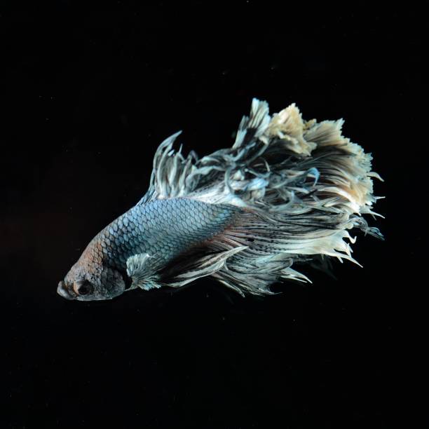 istock Fancy Siamese Fighting Fish or halfmoon is a beautiful fish that is popular for foreigners. Due to the beautiful colors, easy to raise, are the beautiful fish that are exported to the top of Thailand. 1189893876