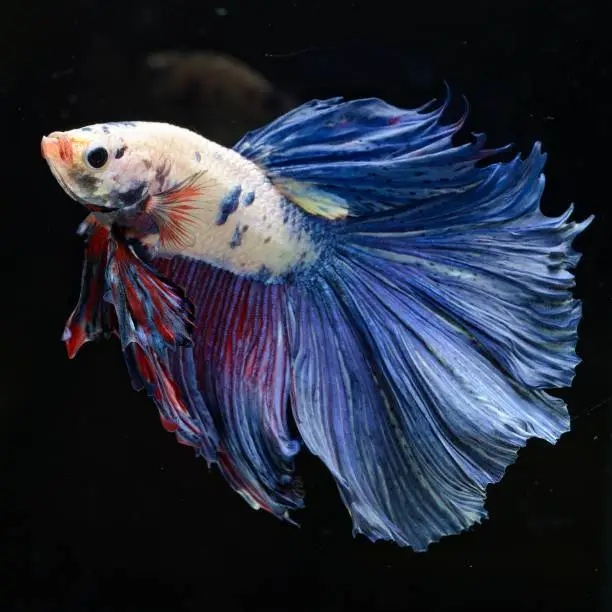 Photo of Fancy Siamese Fighting Fish or halfmoon is a beautiful fish that is popular for foreigners. Due to the beautiful colors, easy to raise, are the beautiful fish that are exported to the top of Thailand.