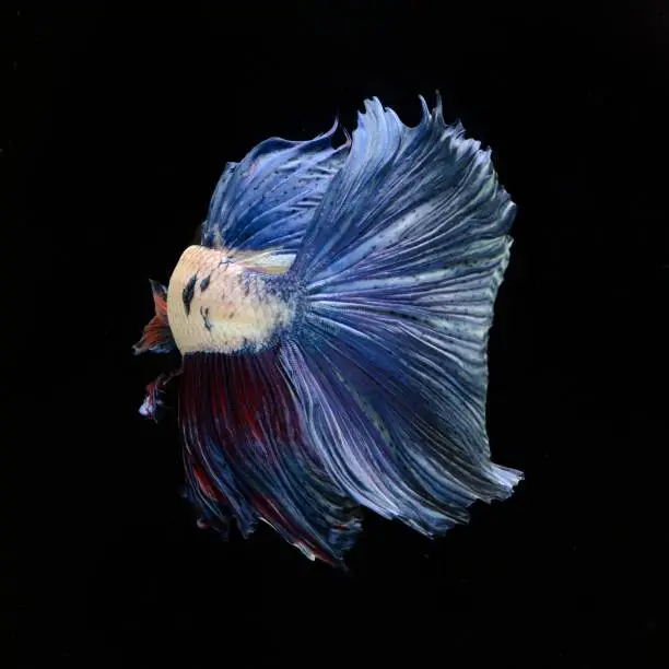 Photo of Fancy Siamese Fighting Fish or halfmoon is a beautiful fish that is popular for foreigners. Due to the beautiful colors, easy to raise, are the beautiful fish that are exported to the top of Thailand.