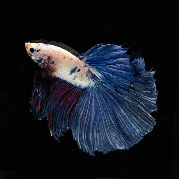 Photo of Fancy Siamese Fighting Fish or halfmoon is a beautiful fish that is popular for foreigners. Due to the beautiful colors, easy to raise, are the beautiful fish that are exported to the top of Thailand.