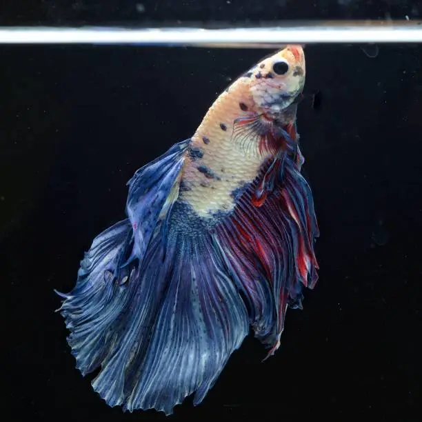 Photo of Fancy Siamese Fighting Fish or halfmoon is a beautiful fish that is popular for foreigners. Due to the beautiful colors, easy to raise, are the beautiful fish that are exported to the top of Thailand.