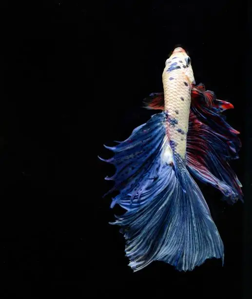 Photo of Fancy Siamese Fighting Fish or halfmoon is a beautiful fish that is popular for foreigners. Due to the beautiful colors, easy to raise, are the beautiful fish that are exported to the top of Thailand.