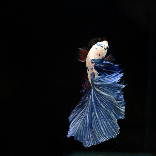 istock Fancy Siamese Fighting Fish or halfmoon is a beautiful fish that is popular for foreigners. Due to the beautiful colors, easy to raise, are the beautiful fish that are exported to the top of Thailand. 1189894059