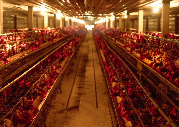 Chicken farm. Egg-laying chicken in battery cages. Commercial hens poultry farming. Layer hens livestock farm. Intensive poultry farming in close systems. Egg production. Chicken feed for laying hens. granja de pollos. pollo ponedo huevos en jaulas de baterías. ave avícola de gallinas comerciales. granja ganadera de gallinas de capa. avenoa intensiva en sistemas estrechos. producción de huevos. alimento de pollo para gallinas ponedoras.