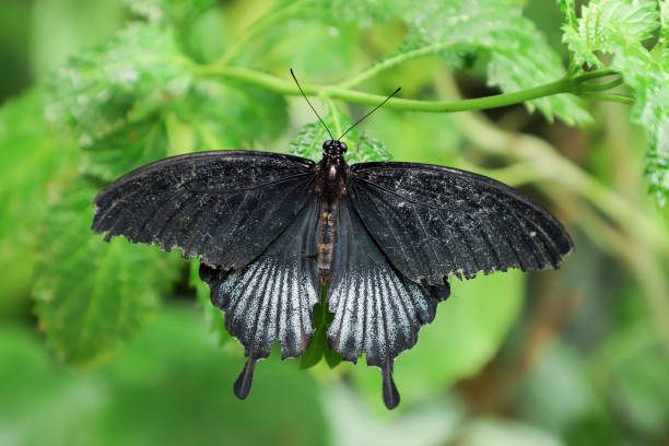 istock Papilio lowi on a green leaf. 1189895795