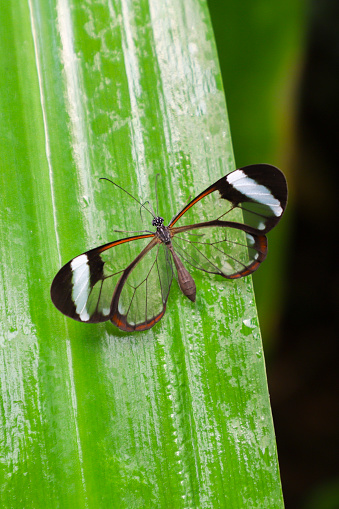 Mariposa de ala de vidrio (Greta Oto) sobre una hoja verde. photo