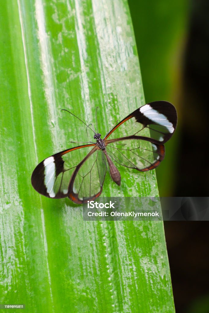 Glasswing butterfly (Greta Oto) on a green leaf. Butterfly - Insect Stock Photo