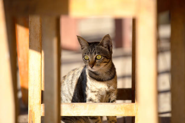 istock Brown Thai cat under a wooden table is cute. 1189895895