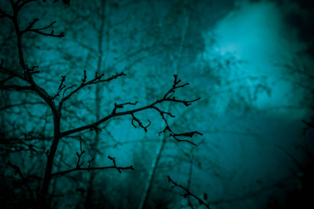 sfondo astratto in stile horror. sanguinose surreali spaventose sagome mistiche mistiche e mistiche nere di rami di alberi nella foresta illuminate da una luna blu spettrale luce misteriosa, cupo cielo notturno scuro - black forest forest sky blue foto e immagini stock