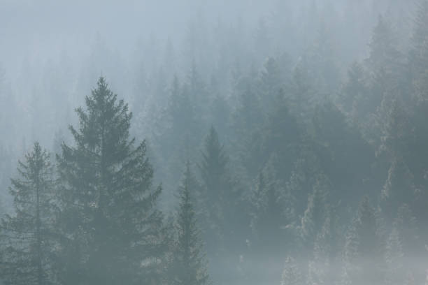 istock Elevated view of conifer forest in mist 1189896221