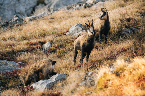 Close up view of chamois (Rupicapra rupicapra) on a mountain ridge at sunrise Durmitor National Park alpine chamois rupicapra rupicapra rupicapra stock pictures, royalty-free photos & images