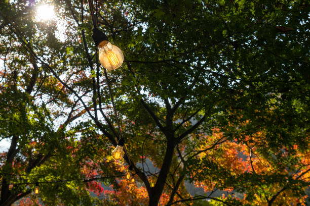 istock an incandescent bulb under the autumn maple tree. 1189896437