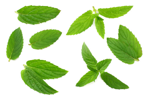istock Fresh mint leaves isolated on white background 1189897226