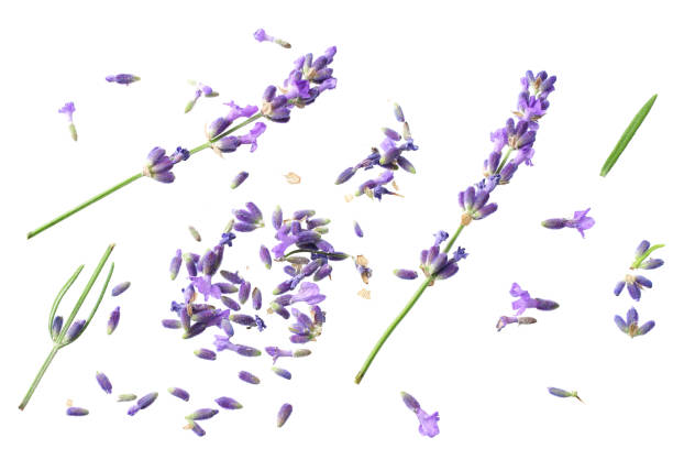istock lavender flowers isolated on white background. top view 1189898308