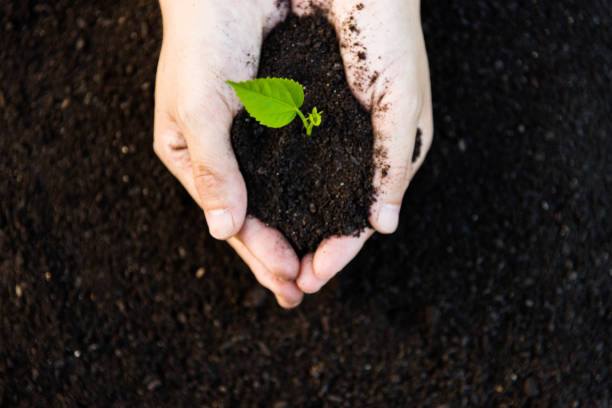 istock Woman hands holding green seedling 1189899459