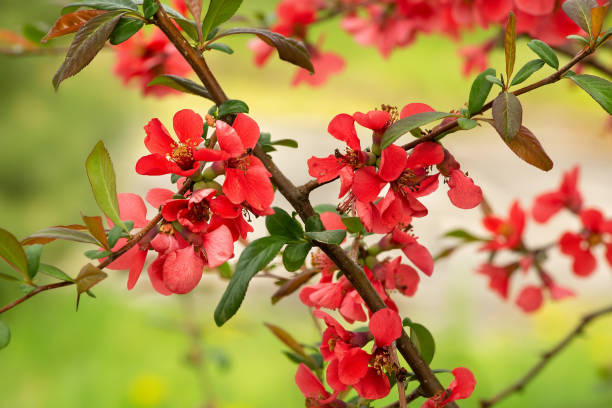 istock Apple quince blossom, springtime floral background 1189899469