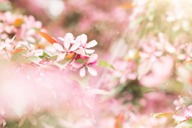 istock Springtime blossoming pink branch blooming background 1189900168
