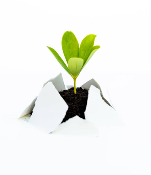 istock Green seedling growing from paper 1189900455