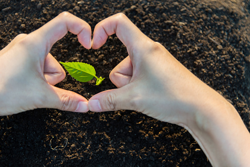 Human hands making heart shape for seedling.