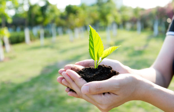 Woman hands holding green seedling.