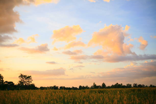 istock southeast asian man in flower field 1189902547