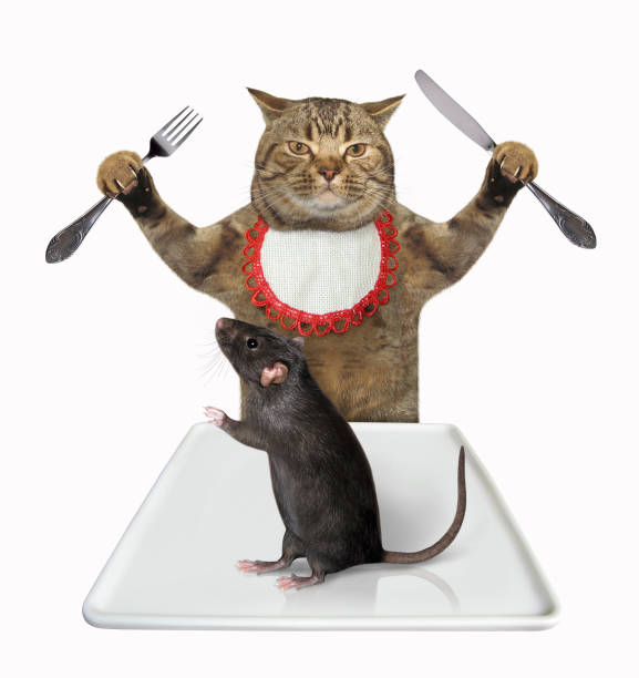 istock Cat is going to eat rat 1189902608