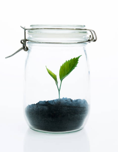 istock Plant growing in the glass jar 1189902641