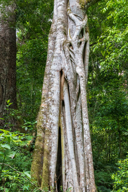 istock Lianas on big tree at Amboro parc, Bolivia. 1189902674