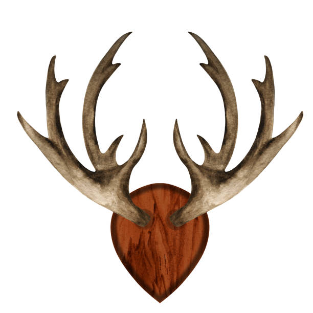 나무 보드에 수채화 뿔 - antler stag deer animal skull stock illustrations