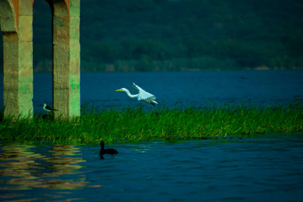 Large Egret tackoff in jal mehal