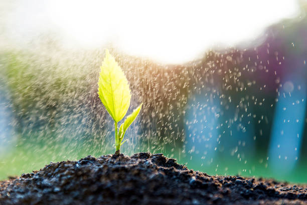 istock Green seedling in the rain 1189903522